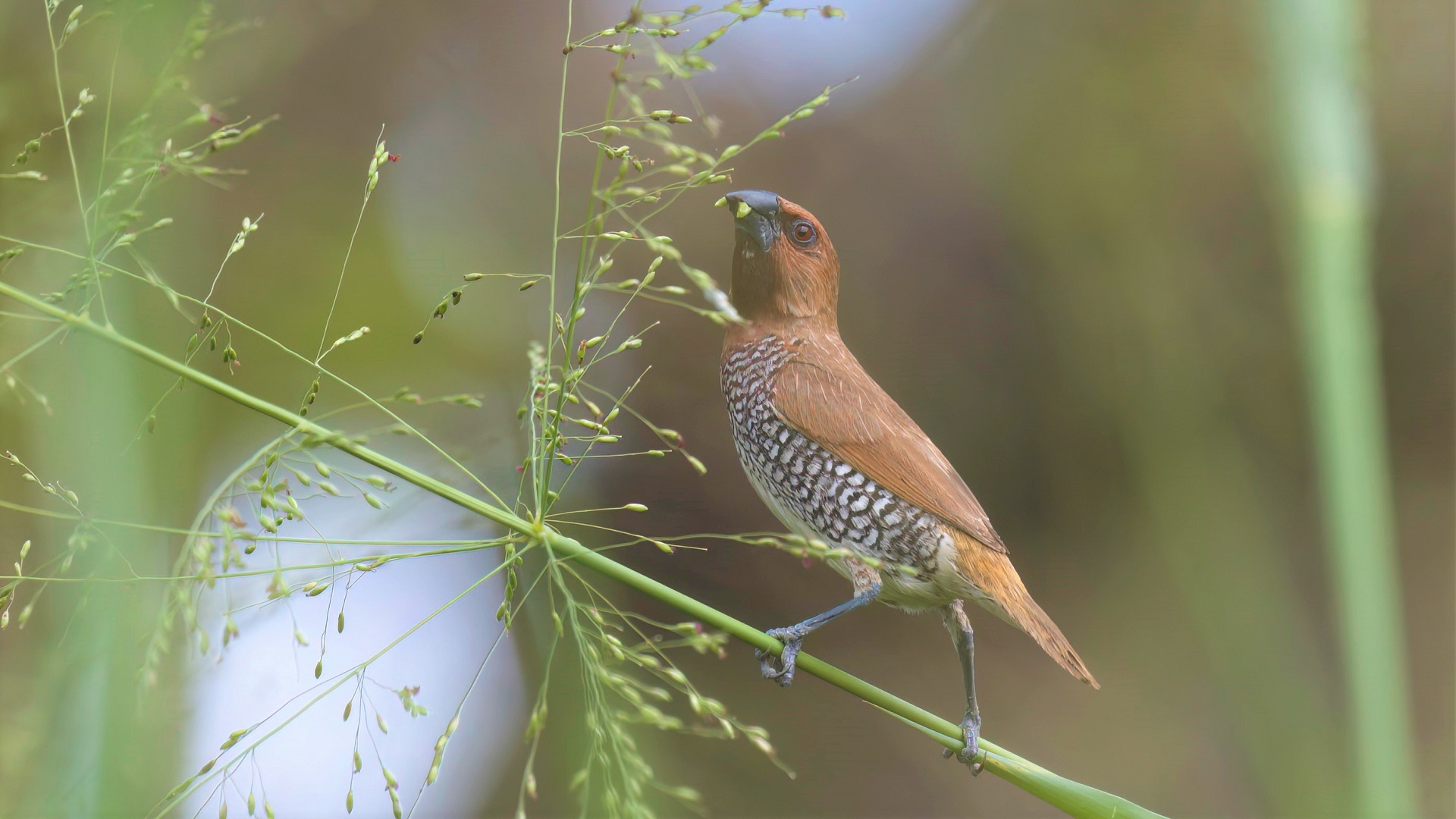 Scaly-breasted Munia